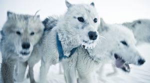 Greenlandic sledge dogs