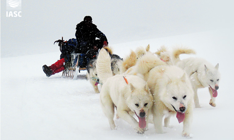 IASC Husky Sled