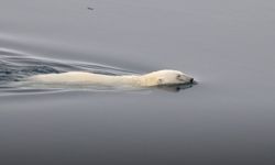 Polar Bear (Ursus maritimus) swimming, in between pack ice North of Svalbard