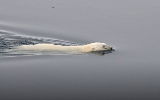 Polar Bear (Ursus maritimus) swimming, in between pack ice North of Svalbard