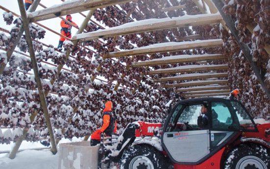 Drying cod in Lituania