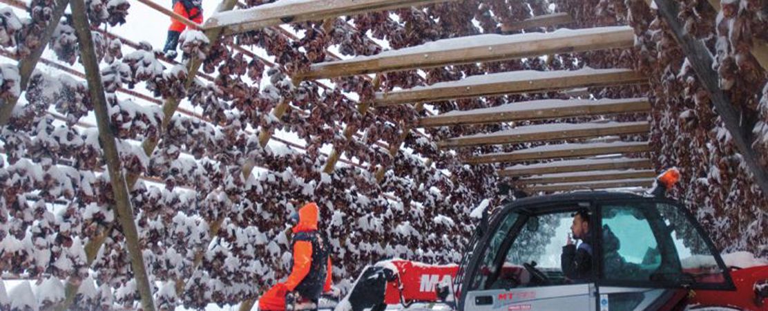 Drying cod in Lituania