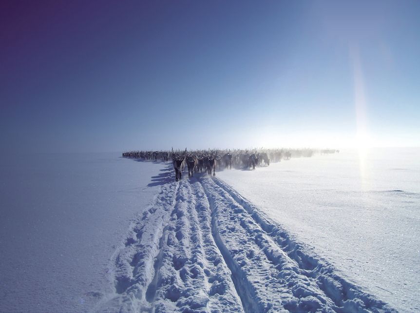 Sharedvoicesmagazinepages5051pogodaevreindeerportalorg