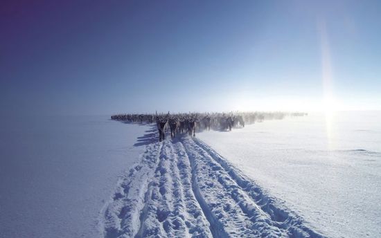 Sharedvoicesmagazinepages5051pogodaevreindeerportalorg