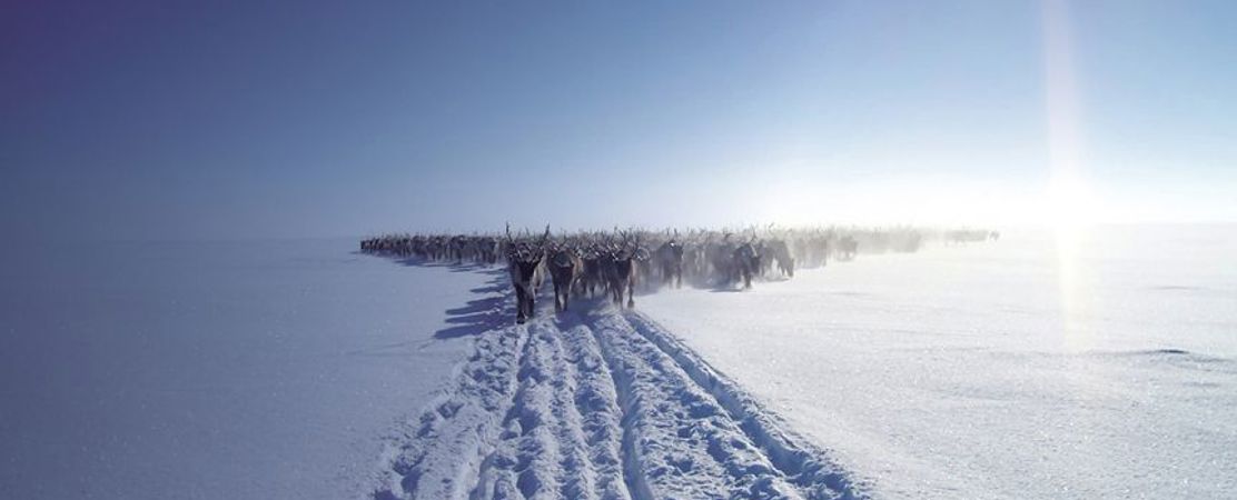 Sharedvoicesmagazinepages5051pogodaevreindeerportalorg