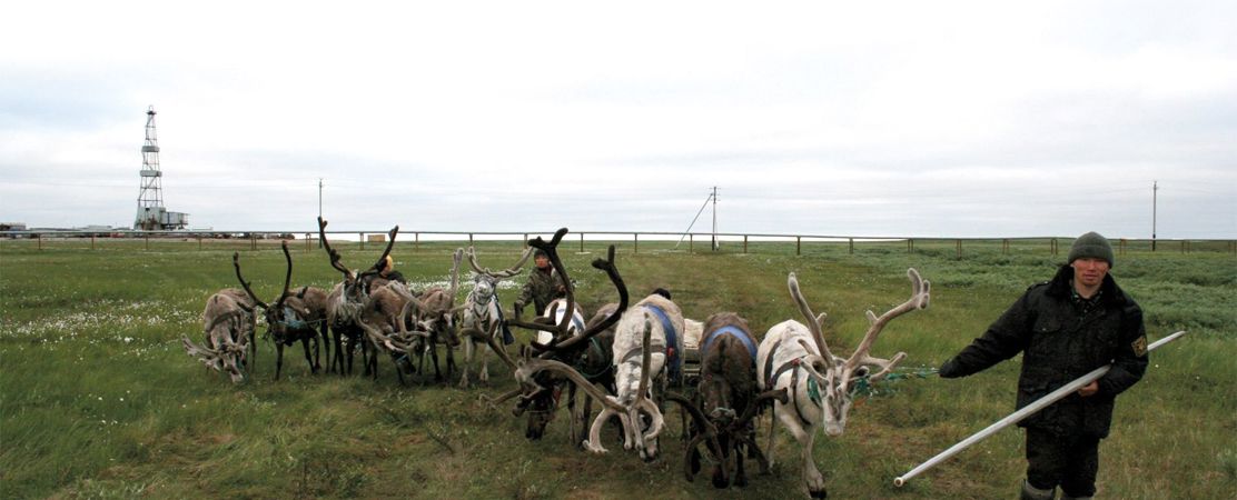 Nenets reindeer herders