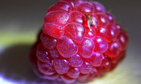 Invasive pest threat to the North: spotted wing Drosophila (Drosophila suzukii), threat to Nordic berry yields, both cultivated and wild.