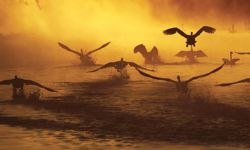 Exner-Pirot UArctic Circumpolar Cooperation.jpg