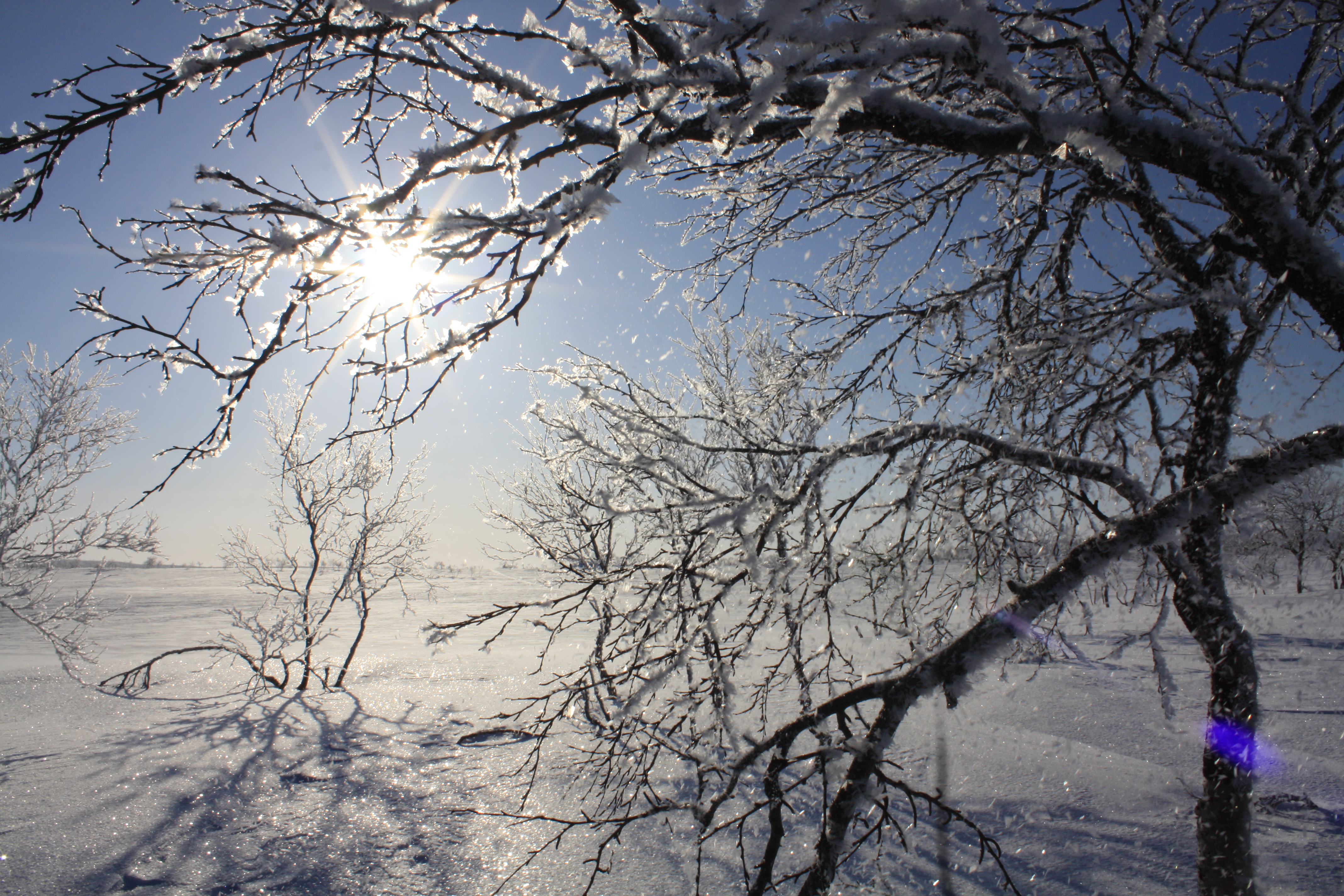 Sun through frosty branches