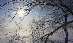 Sun through frosty branches