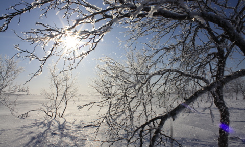 Sun through frosty branches