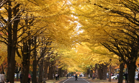 Gingko Avenue