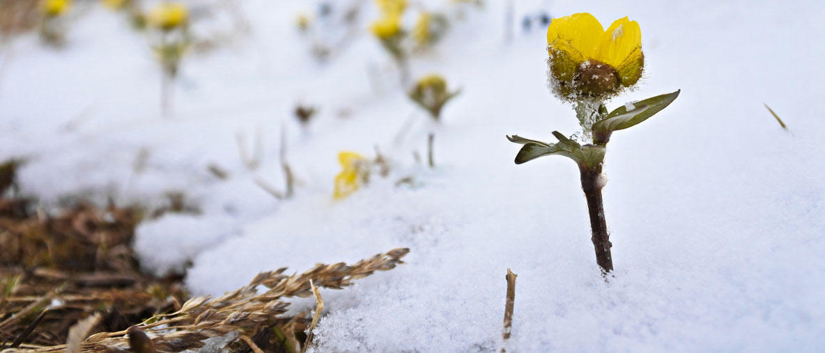 glacier-buttercup-ranunculus-nivalis_photo-pekka_niittynen.jpg