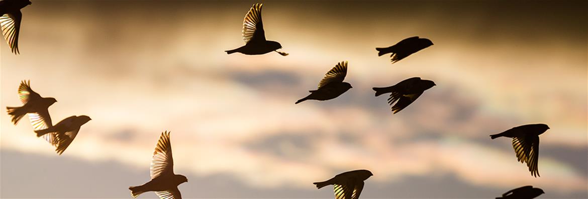 Thematic Network Teacher Education UNITWIN.jpg