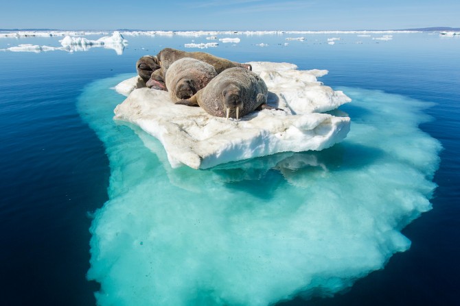 ICE Law_walrus-ice.jpg