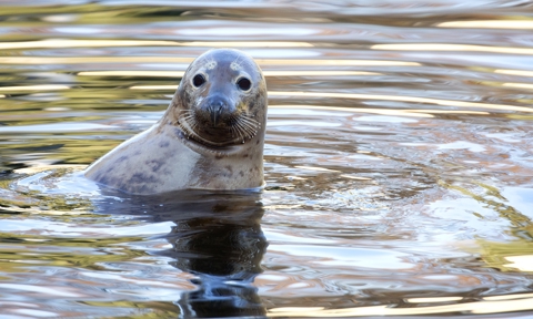 Seal In The Wild XS5RN6U