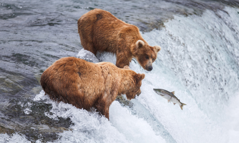 Grizzly Bears Fishing For Salmon PK2ZNLJ