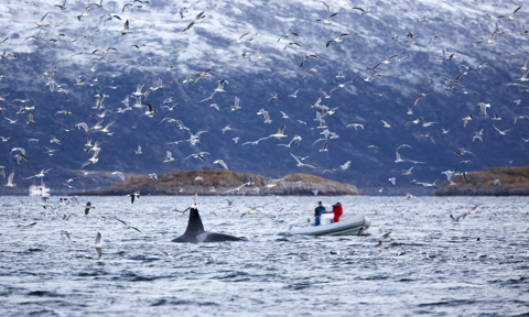 Whale Safari On Rib Boat In The Arctic PUB5H7Y
