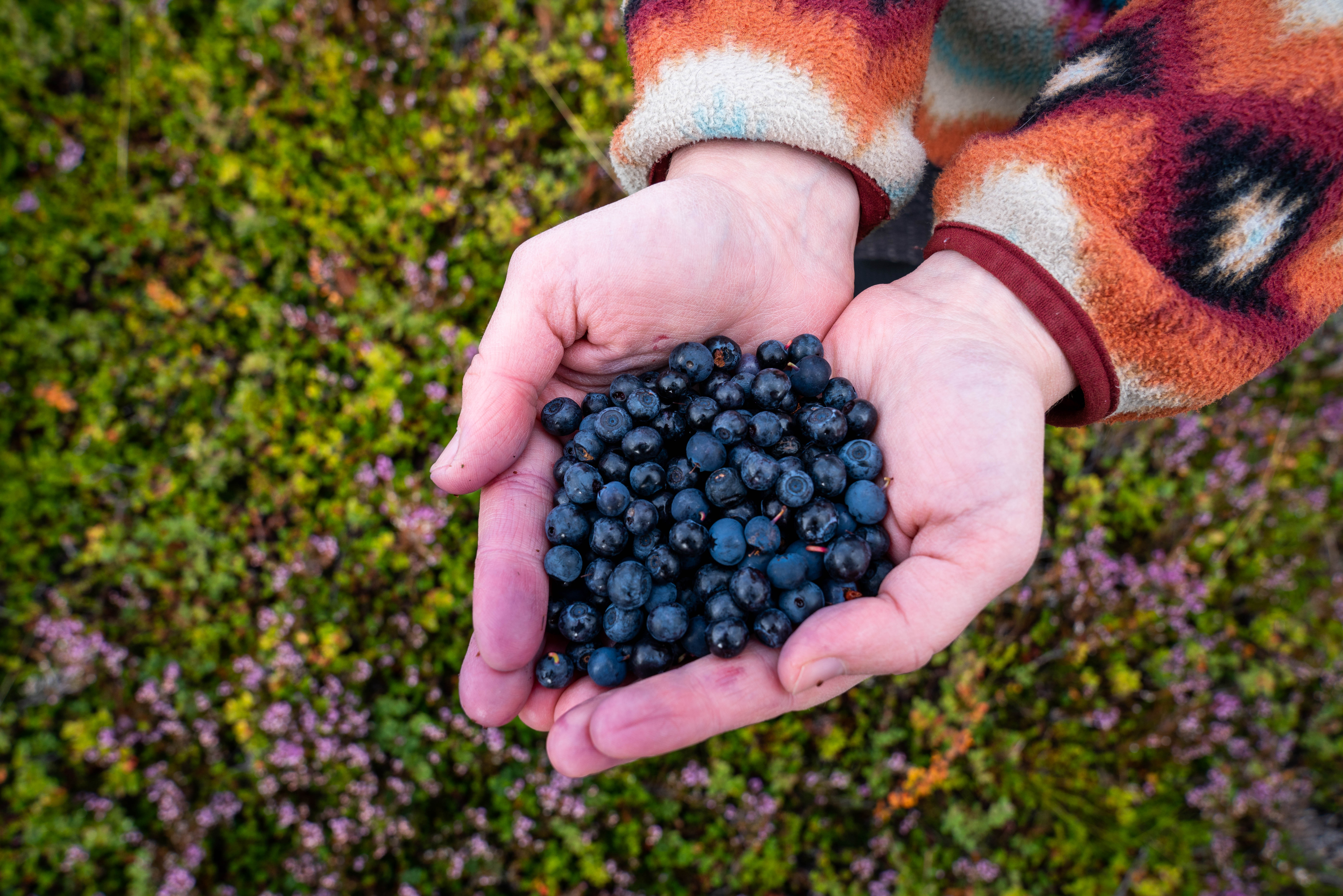 Bilberries in Cupped Hands