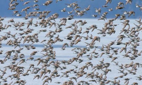 Migrating birds