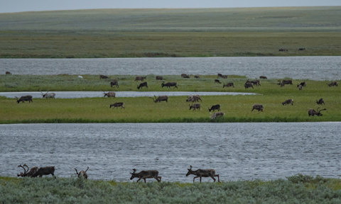 Shared Voices 2021 Eating Plants To Mitigate The Impacts Of Climate Change On Tundra