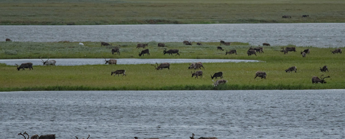 Shared Voices 2021 Eating Plants To Mitigate The Impacts Of Climate Change On Tundra