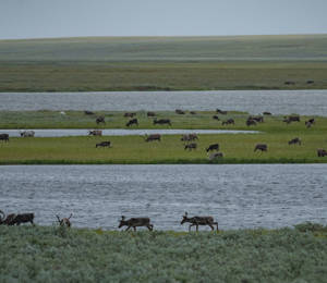 Shared Voices 2021 Eating Plants To Mitigate The Impacts Of Climate Change On Tundra
