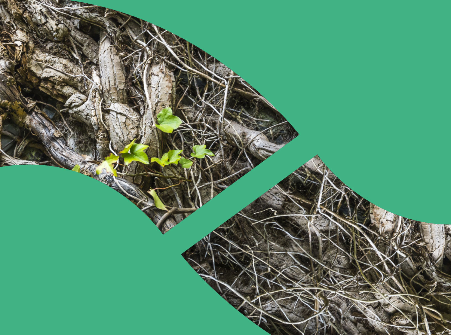 Shared Voices 2021 Growing Connections Between Scotland And Uarctic