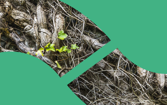 Shared Voices 2021 Growing Connections Between Scotland And Uarctic