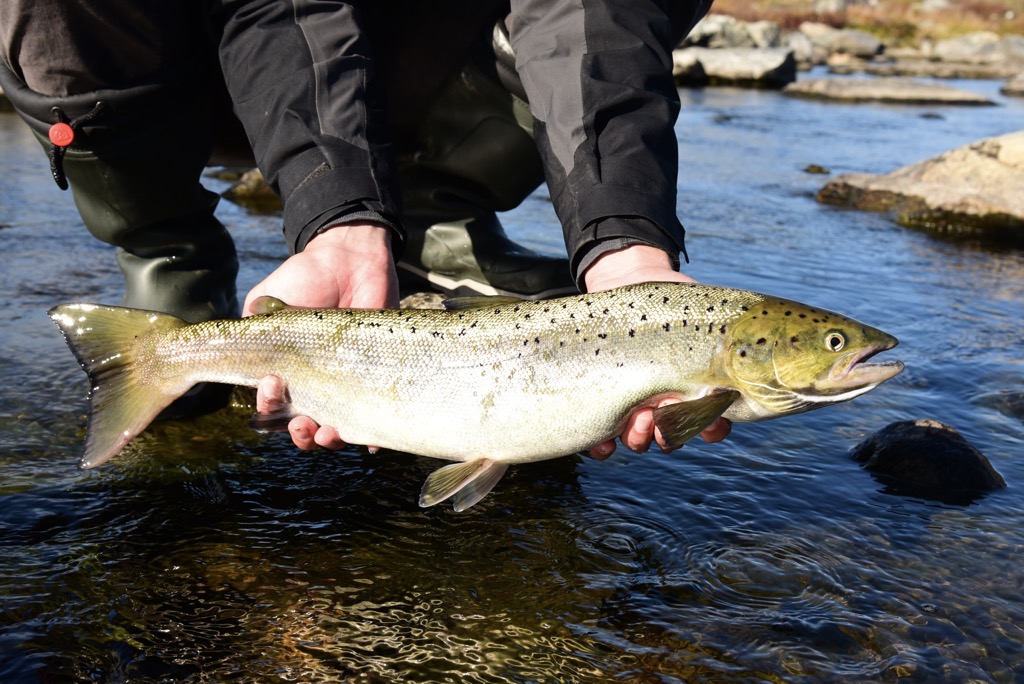 Event 12 GRISCO Project