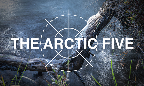 The Arctic Five Cover Image