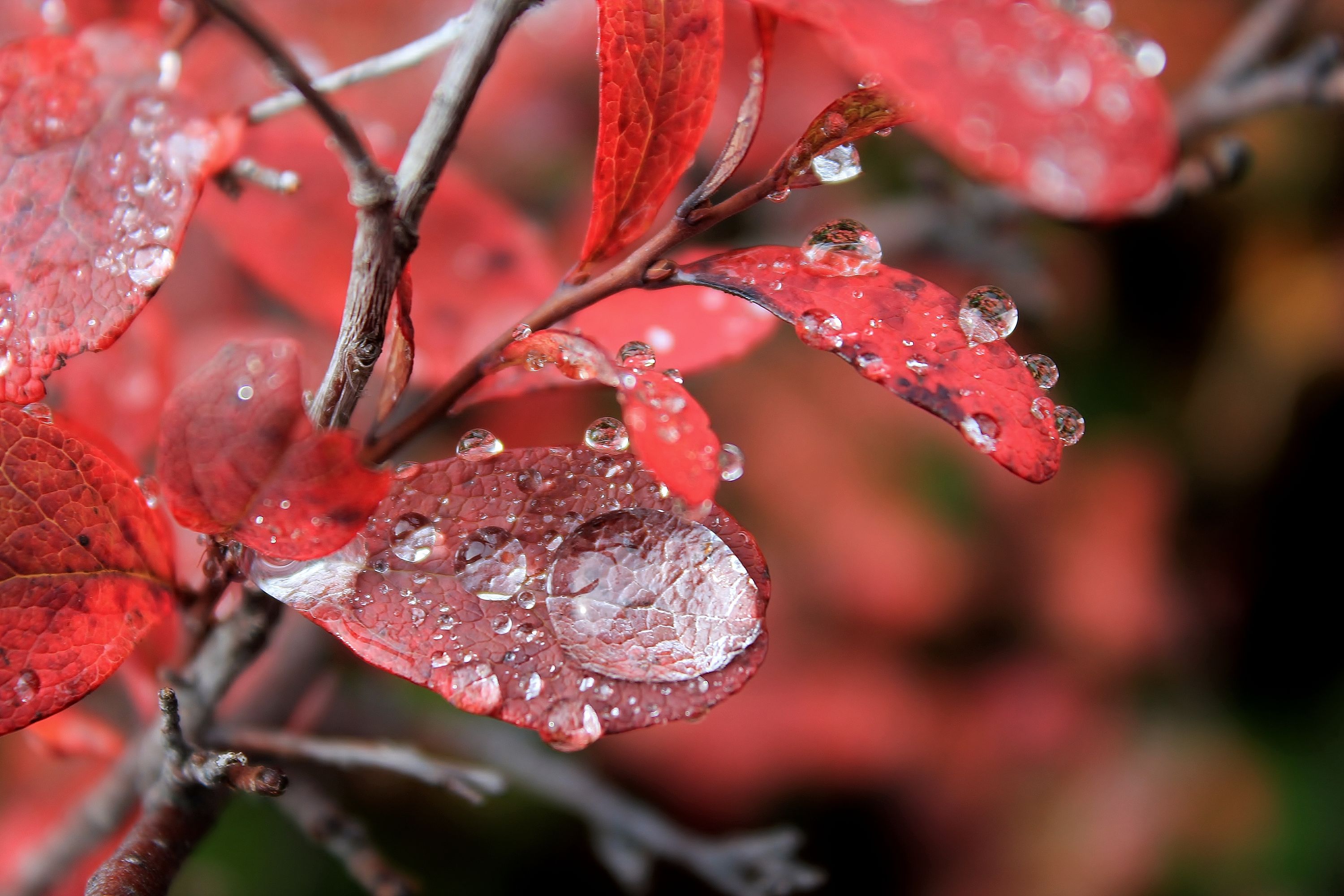  465 Blueberry Rain Drops Denali National Park Denali Borough Alaska