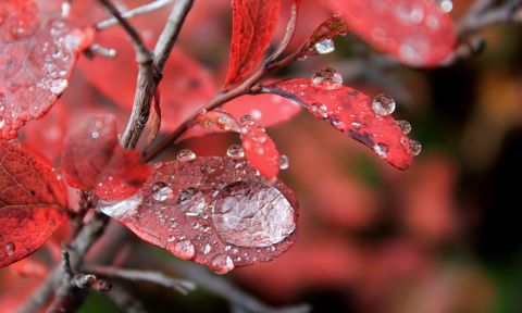  465 Blueberry Rain Drops Denali National Park Denali Borough Alaska
