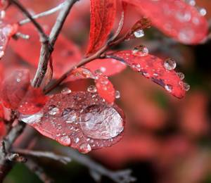  465 Blueberry Rain Drops Denali National Park Denali Borough Alaska