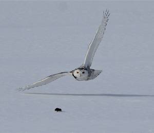 Snowy Owl