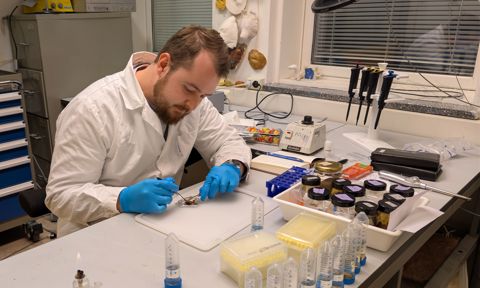 Filip Morin extracting DNA from Astarte shells in the lab at UiT in Tromsø.
