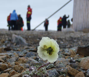 History, The Arts And Everyday Lide In The Arctic Region SV 2026