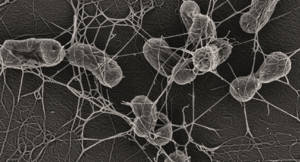 Methane Consuming Bacteria AAAA Winner 2024 (1)