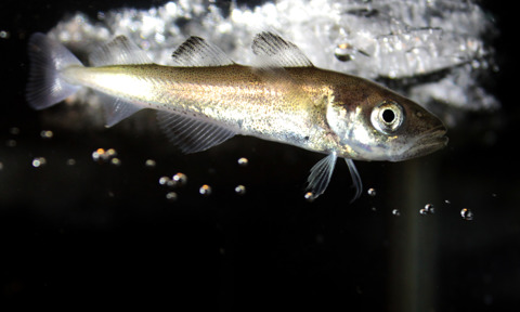 Polardorsch1 Hflores