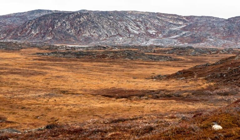 The Treeless Tundra Absorbs Significantly Less Solar Radiation Than Forests. When The Open Areas Are Covered In Snow, Most Of The Solar Radiation Is Reflected. Photo Julia Hager