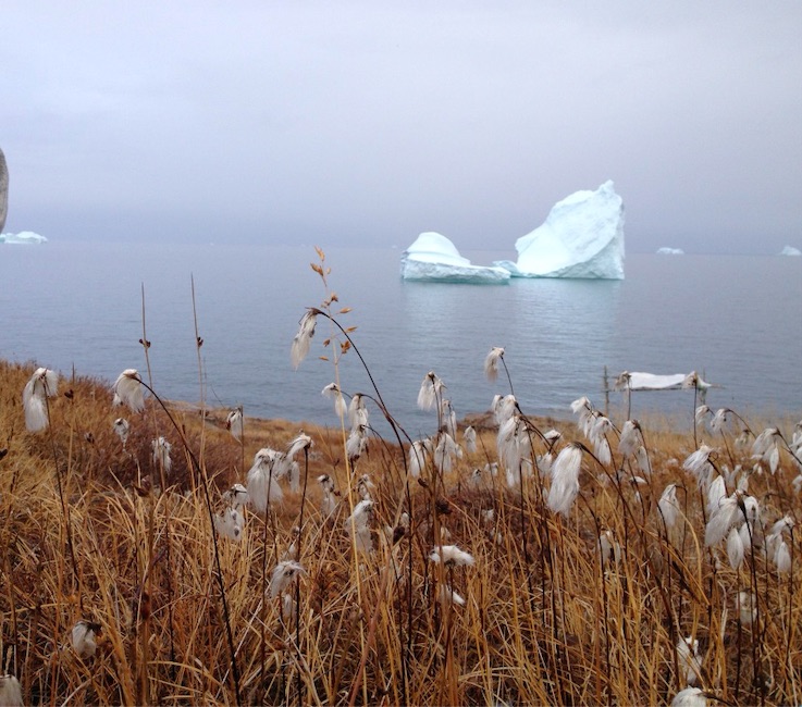 Kæruld Og Isbjerge Foto JPEG