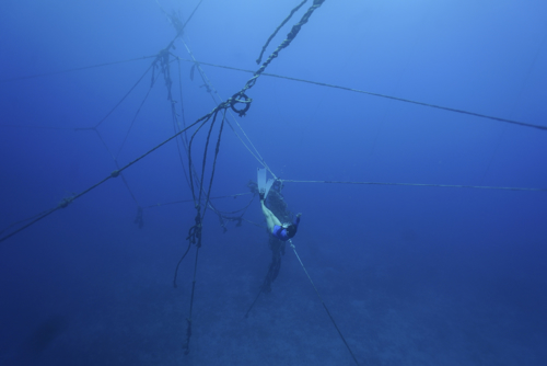 Lin Ni, I am Salmon, Breathing Game 46 W.I.P., 2024, Two-channel video installation