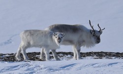 Svalbard reindeer female and calf