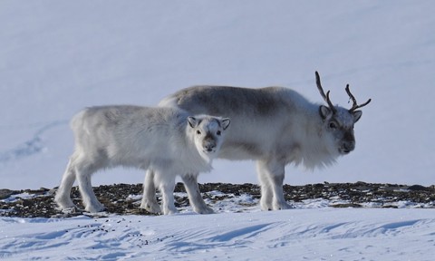 Svalbard reindeer female and calf