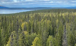 Northern forested system surrounding Pallasjärvi, the area of research in the new Arctic Carbon-water interactions project.