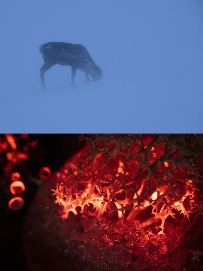 Illumination Of Snow - Enlichenment