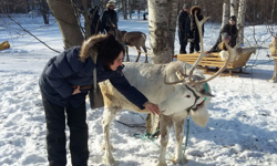Tamara's first interaction with a draught reindeer in Oulu, Finland