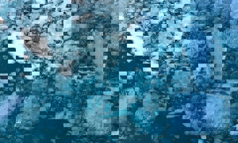 Cassie Matias Sea Ice Floes